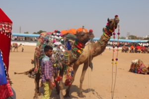 Camel in India