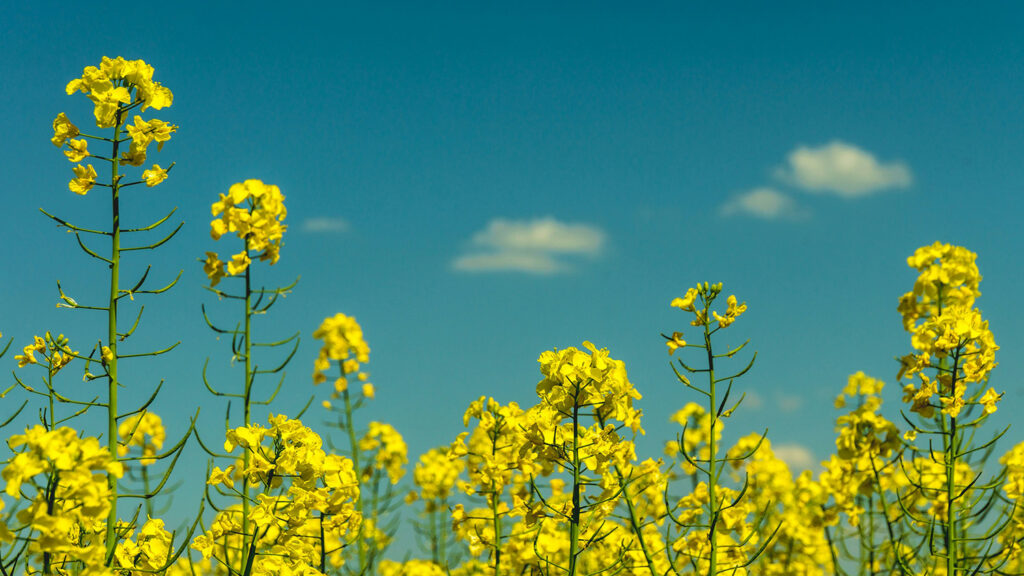 Mustard plants in a field with a blue sky